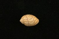 藏品(豔捻螺)的圖片